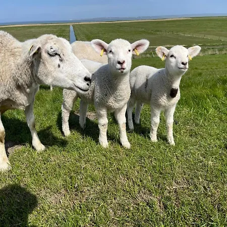 In Strandnaehe, Dornumersiel